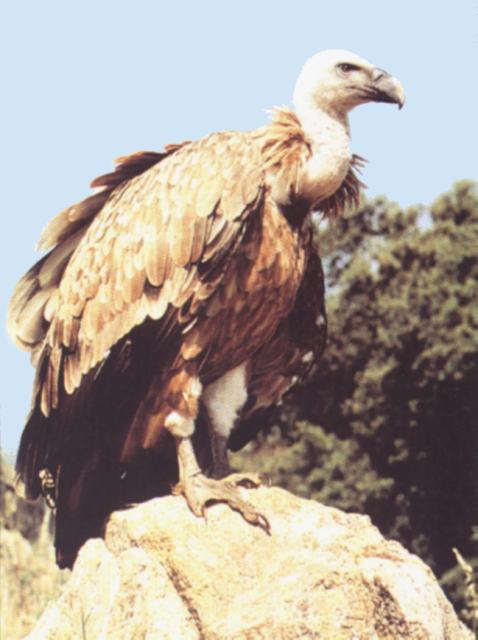 El buitre ibrico